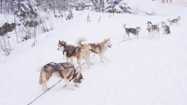 Gruppo di husky siberiani in attesa della corsa — Video Stock