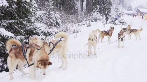 Gruppo di husky siberiani in attesa della corsa — Video Stock