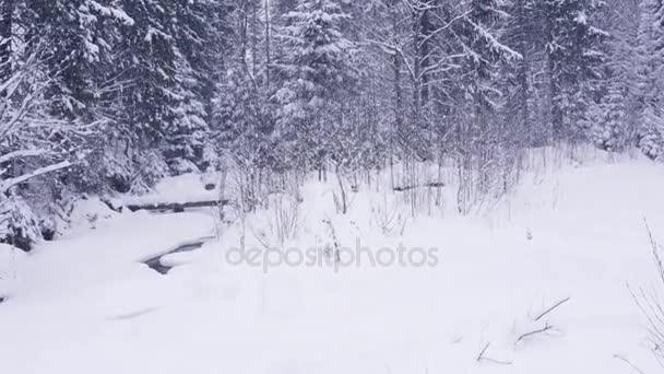 Karla kaplı ağaçlar bitkiler kışın orman. Doğal kış yılbaşı yeni yıl arka plan. Woodland kar altında. — Stok video