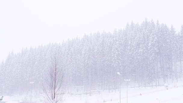 Замороженные деревья в зимнем лесу во время снежной бури — стоковое видео
