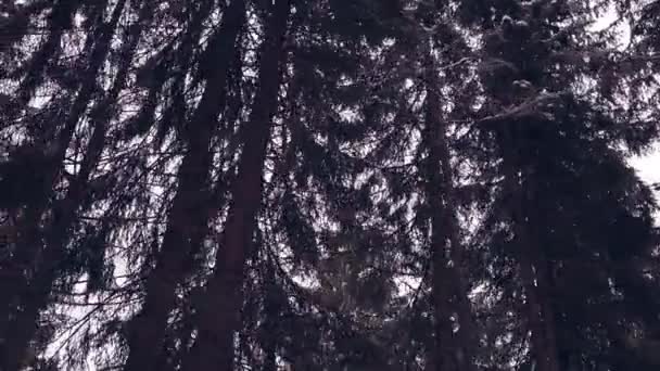 Bosque de pinos de montaña rodeados de nieve . — Vídeos de Stock