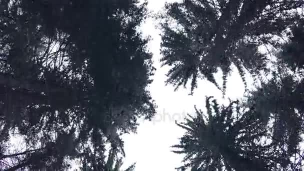 하늘 숲 산 소나무 숲에서 눈을 통해. — 비디오