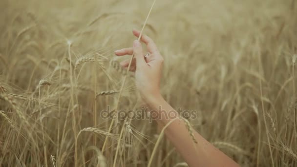 Mano de mujer corriendo por el campo de trigo. Las niñas tocan las espigas de trigo de cerca. Concepto de cosecha. Cosecha. Disparo en cámara lenta — Vídeos de Stock