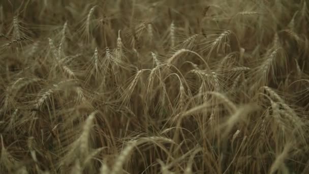 Vista de perto do campo de trigo dourado. Tiro em câmara lenta — Vídeo de Stock