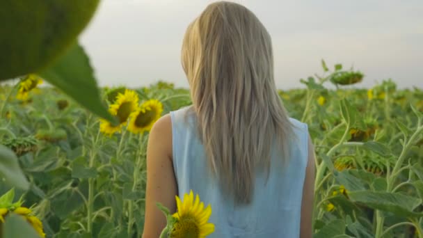 Baksidan på oigenkännlig blond kvinna promenader i ett fält av solrosor. Slowmotion skott — Stockvideo