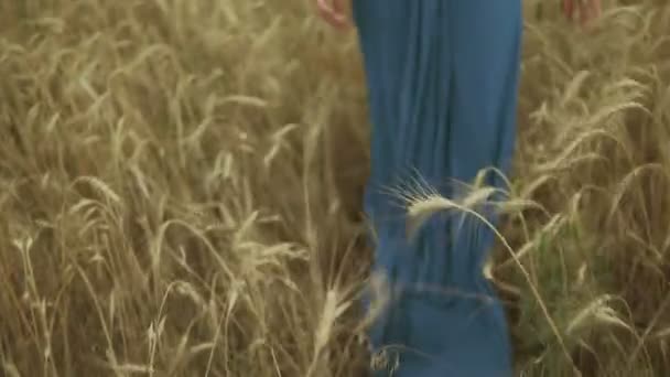 Visão traseira de pernas de mulheres irreconhecíveis em vestido azul longo andando pelo campo de trigo dourado. Conceito de liberdade. Tiro em câmara lenta — Vídeo de Stock