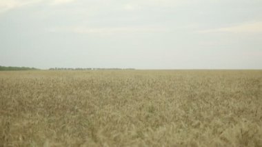 Altın buğday alan görünümünü kapatın. Slowmotion atış