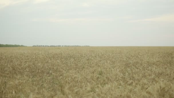 Vista de cerca del campo de trigo dorado. Disparo en cámara lenta — Vídeo de stock
