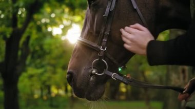 Tanınmayan womans görünümünü portre deri kayışı eyer elinde tutan güneşli gün boyunca Park alnında beyaz nokta ile okşayarak kahverengi at el
