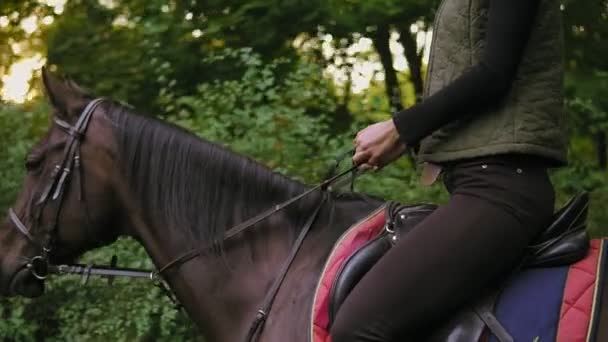 Jinete femenino irreconocible sentado en silla de montar en semental con brida de cuero. Mujer montando hermoso caballo marrón en el parque durante el día soleado — Vídeos de Stock