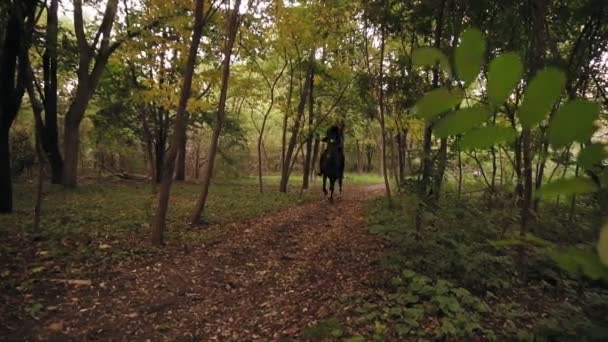 Paseos a caballo en el bosque de otoño. Jinete profesional galope en el parque: jinete joven en el caballo en un bosque sombreado galope — Vídeos de Stock