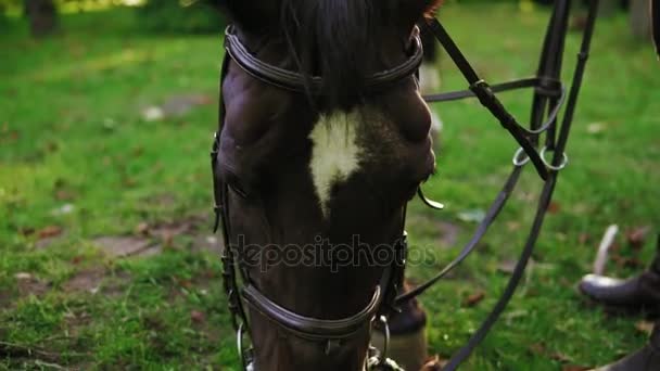 Mujer joven irreconocible cepillando y acicalando su impresionante caballo muscular. Limpieza hermosa y saludable abrigo de caballo brillante con cepillo de cerdas naturales en el exterior — Vídeo de stock