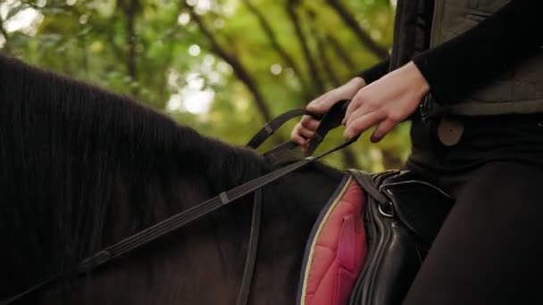 Mulher irreconhecível montando belo cavalo marrom no parque durante o dia ensolarado. Feminino cavaleiro sentado em sela no garanhão segurando freio de couro — Vídeo de Stock