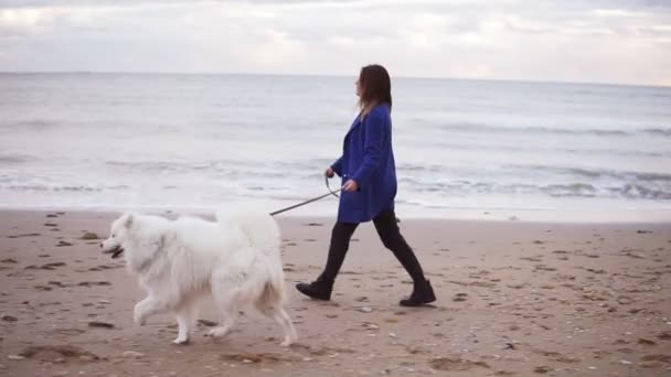Hübsches Mädchen, das mit samoy Hund auf dem Sand am Meer spaziert. Zeitlupenschuss — Stockvideo