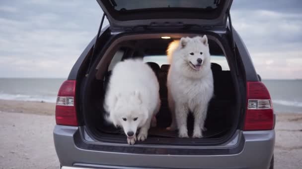 Két aranyos Szamojéd kutya van ugrás, az autó törzs. Az autó áll a homok, a tenger mellett. Slowmotion lövés — Stock videók