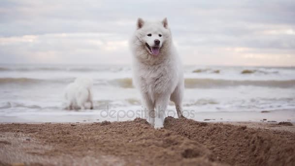 两只可爱的萨摩耶狗在海边或海里的沙滩上玩耍。Slowmotion 射击 — 图库视频影像
