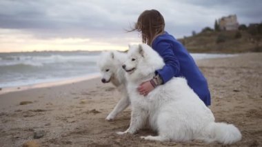 Yan görünüm oturan bir genç kadın kum ve onun köpekleri Samoyed kucaklayan deniz kenarında doğurmak. Biri kaçmaya başlar