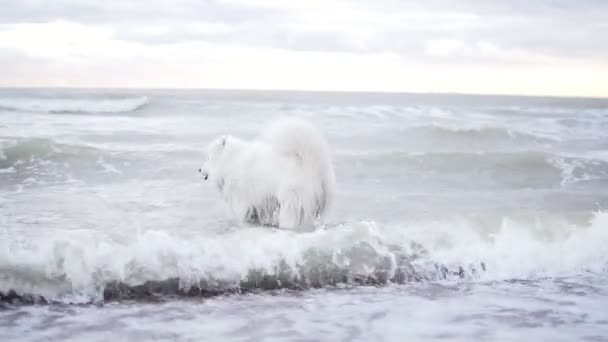 Schattige Samojeed hond speelt met golven in de oceaan of de zee. Tikje schot — Stockvideo