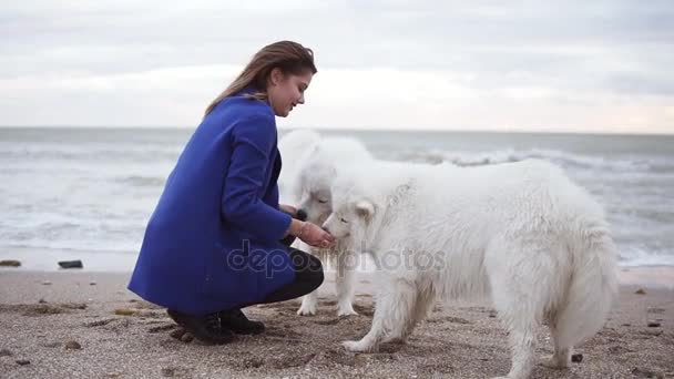 El tiro en cámara lenta de la joven atractiva juega con dos perros de la raza Samoyedo junto al mar. Blancas mascotas esponjosas en la playa divirtiéndose. Hermoso cielo en el fondo — Vídeos de Stock
