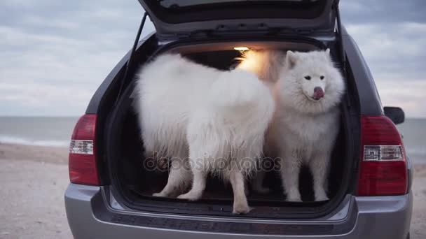 Un lindo perro samoyed está sentado en el maletero del coche, mientras que otro está saltando dentro y ladrando. Disparo en cámara lenta — Vídeos de Stock