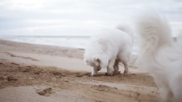 Um cão samoyed bonito está cavando areia na praia, enquanto outro está correndo ao redor, em seguida, empurra o primeiro. Dois adoráveis cães samoyed brincando na praia. Tiro em câmara lenta — Vídeo de Stock