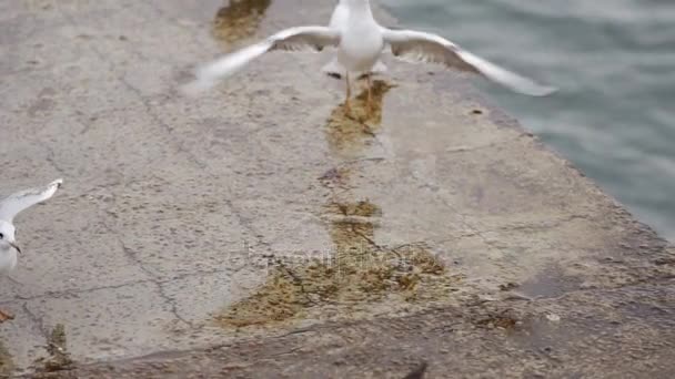 Gaivotas do mar em pé sobre pedras à procura de comida. Tiro em câmara lenta — Vídeo de Stock