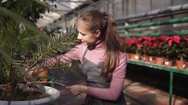 Genç kadın Bahçe budayıcı serada kullanarak kuru dal kesme. Closeup görünümü