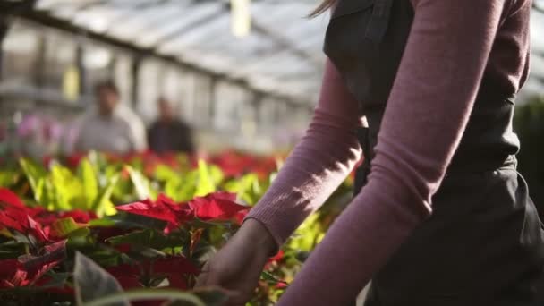 Florista femenina en delantal examinando y arreglando maceta con poinsettia roja en el estante. Mujer joven en el invernadero con flores comprueba una olla de poinsettia roja en el estante — Vídeos de Stock