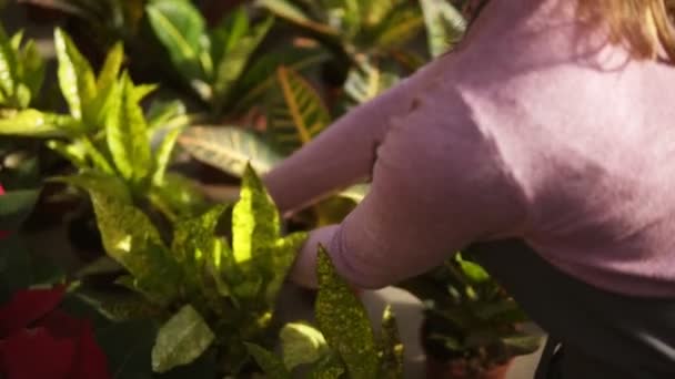 Vue rapprochée des mains de femmes examinant et arrangeant le pot de fleurs avec aucuba japonica sur l'étagère — Video