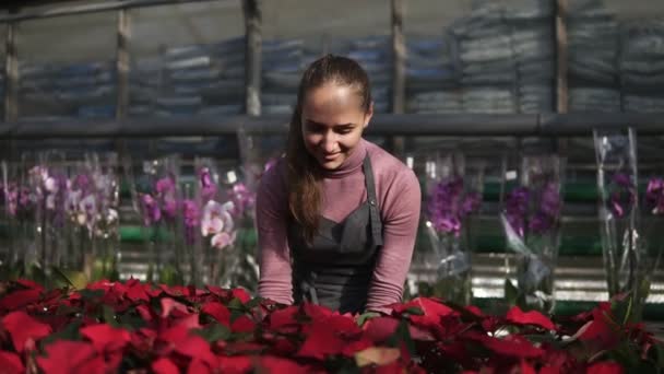 Giovane donna in serra con fiori controlla una pentola di poinsettia rossa sullo scaffale. Fiorista femminile sorridente in grembiule esaminando e disponendo vasi da fiori con poinsettia rossa sullo scaffale — Video Stock