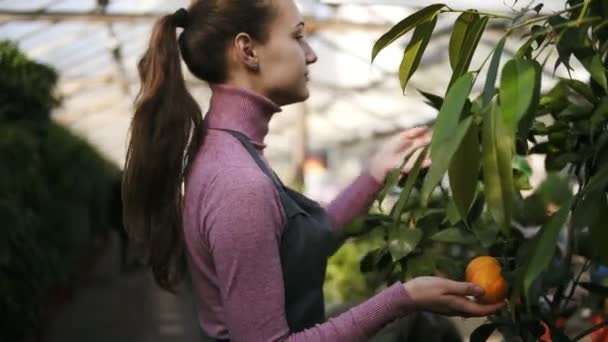 エプロンの若い花屋女性は、温室の棚にマンダリン ツリーを確認します。みかん pn ツリー — ストック動画