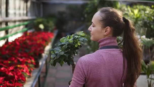 フラワー ショップまたは温室の花の行の間で彼女の手での植物の 2 つのポットを押しながら歩いてエプロン ポニーテールと若い女性の花屋の背面します。スローモーション撮影 — ストック動画