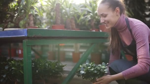 Young happy smiling female florist with ponytail in apron is arranging pots with plants on the shelf. Lens flare. Slowmotion shot — Stock Video