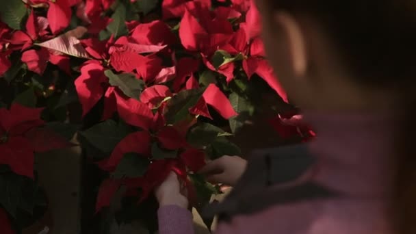 Florista femenina irreconocible en delantal examinando y arreglando maceta con poinsettia roja en el estante. Mujer joven en el invernadero con flores comprueba una olla de poinsettia roja en el estante — Vídeo de stock