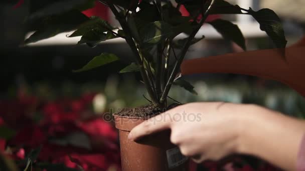 Vista de close-up do jovem jardineiro feminino em molhar uniforme um pote de poinsettia vermelho com regador de jardim pode em estufa — Vídeo de Stock