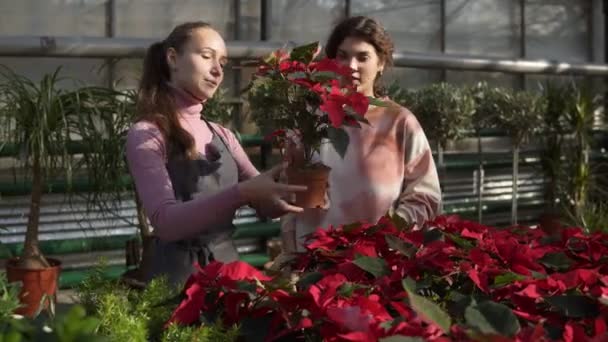 Joven florista femenina sonriente en delantal que muestra macetas con poinsettia roja al cliente femenino. Mujer joven examina cuidadosamente la flor — Vídeos de Stock