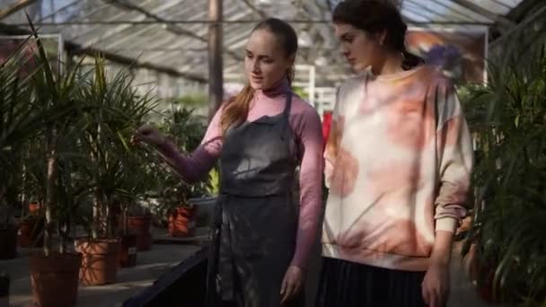 Joven florista caminando con un cliente y mostrando palmeras, explicando información. La joven está escuchando atentamente a la floristería. — Vídeos de Stock