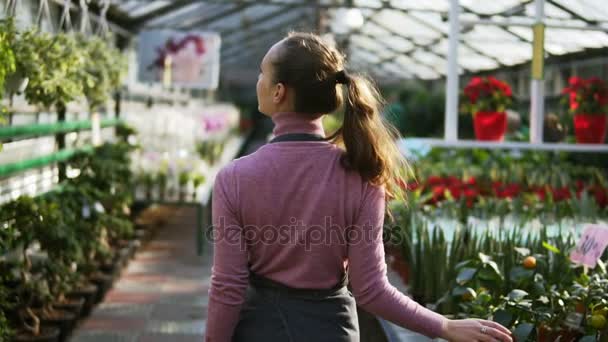 Back view of female florist touching leaves of different plants while walking among rows of flowers in flower shop or greenhouse. Slowmotion shot — Stock Video