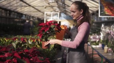 Tek tip bir pot ile Sera Bahçe Sulama olabilir kırmızı Atatürk çiçeği sulama içinde genç kadın bahçıvan gülümseyen