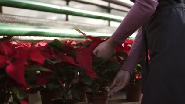 Mujer joven en delantal caminando en el invernadero con flores y revisando una olla de poinsettia roja en el estante. Florista femenina sonriente examinando y arreglando macetas con poinsettia roja — Vídeo de stock