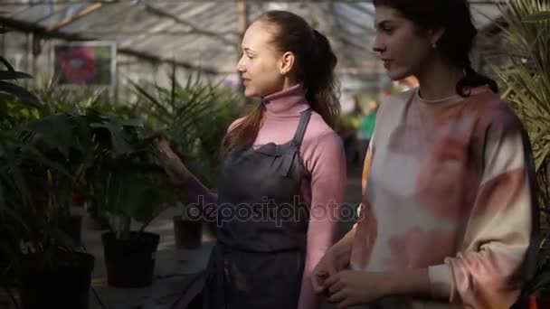 Joven florista sonriente caminando con un cliente y mostrando sus diferentes plantas, explicando la información. La joven está escuchando atentamente a la floristería. — Vídeos de Stock