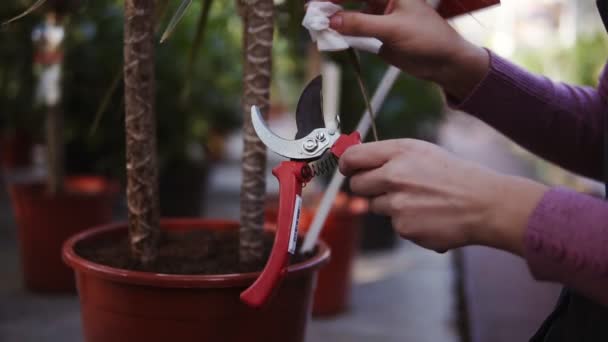 Closeup view of female hands cleaning a garden pruner in greenhouse — Stock Video