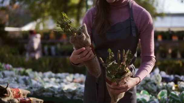 Mladá žena ve skleníku s květinami zkontroluje kořeny růží na prodej. Atraktivní usměvavá žena květinářství v zástěře zkoumání a uspořádání kořeny růží — Stock video
