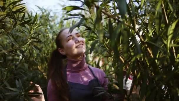 Gelukkig lachend vrouwelijke tuinman bij het bestuderen van de schort bladeren van verschillende bomen tijdens het wandelen tussen de rijen bomen in een tuin of kas — Stockvideo
