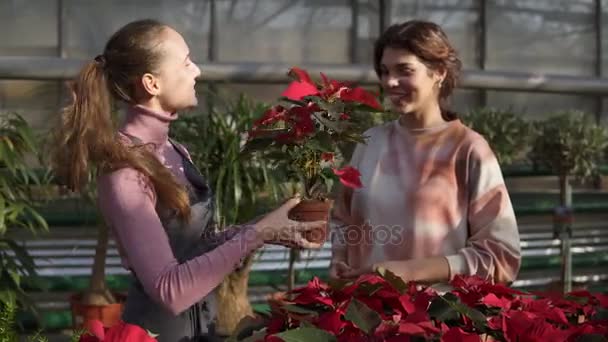 Jonge vrouwelijke lachende bloemist in schort bloempotten met rode poinsettia tonen aan vrouwelijke klant. Jonge vrouw neemt deze pot en gaat om het te kopen — Stockvideo