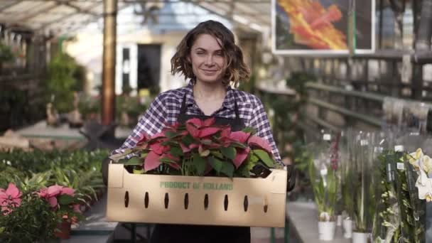 Kaunis, eurooppalainen hymyilevä naaras puutarhuri ruudullinen paita ja musta esiliina kuljettaa kartonki laatikko vaaleanpunaisia kukkia kasveja kävellessään kohollaan kukkia rivi sisätiloissa kasvihuone — kuvapankkivideo