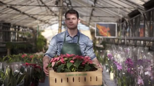 Bellissimo, giardiniere maschio alto in camicia e grembiule verde che trasporta scatola di cartone con piante di fiori rosa mentre cammina tra i fiori sollevati in una fila di serra interna — Video Stock