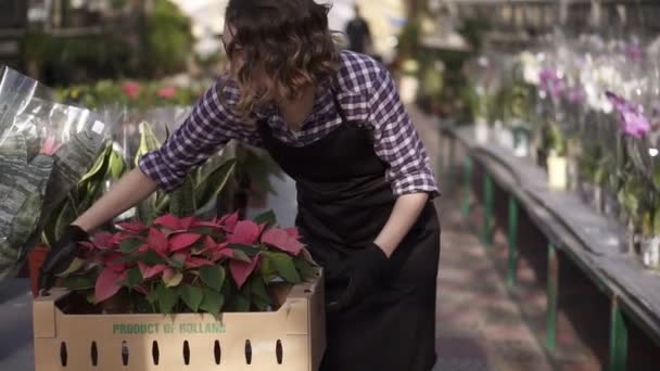 Smiling female gardener in plaid shirt and black apron carrying carton box with pink flowers plants while walking between raised flowers in a row of indoors greenhouse and place it on a table — 비디오