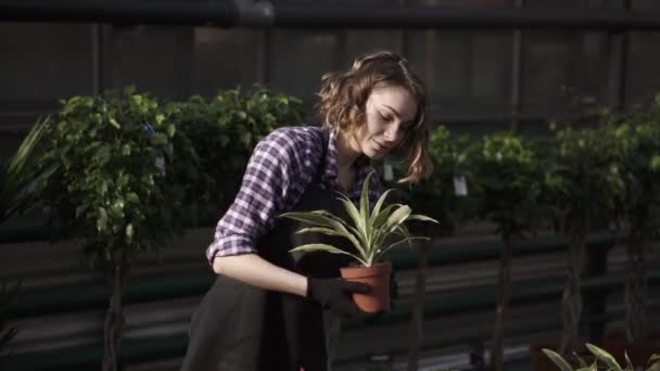 Μια νεαρή ανθοπώλης που δουλεύει στο θερμοκήπιο φροντίζοντας λουλούδια. Κορίτσι με ποδιά σε θερμοκήπιο που εξετάζει και αγγίζει λουλούδια στη σειρά. Ηλιόλουστη, φωτεινή περιοχή — Αρχείο Βίντεο