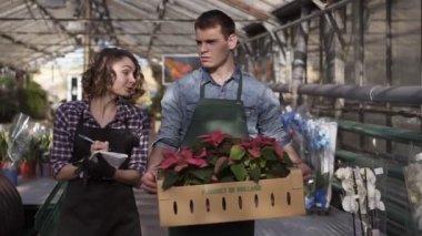 Handsome, tall male gardener in shirt and green apron carrying carton box with pink flowers plants while walking with his collegue - a nice girl making notes. Walking between raised flowers in a row